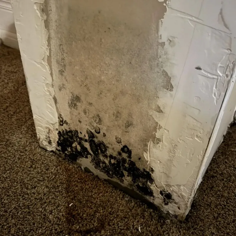 Professional Mold Removal in Westfield Center, OH